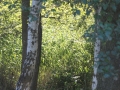 DSC_9185-062